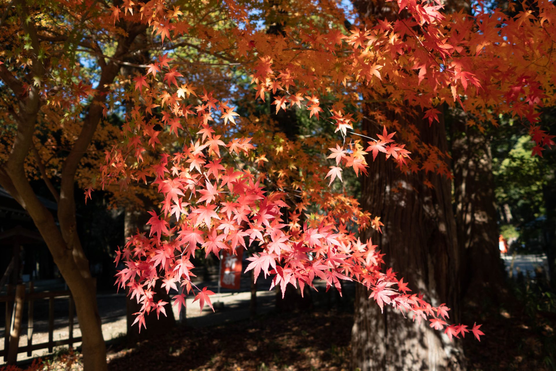 偕楽園　紅葉　221127　